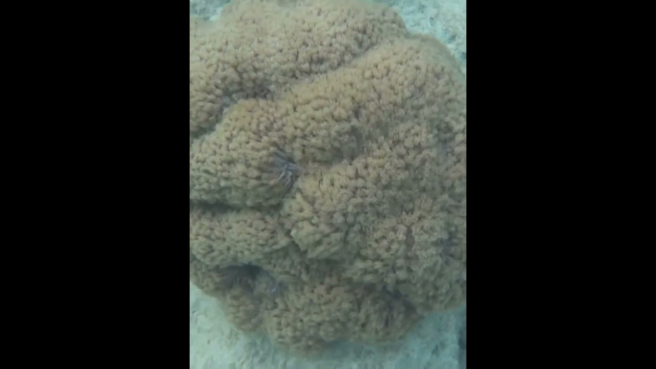 Движения коралла от морских волн #shorts  #underwater #redsea #подводныймир #красноеморе