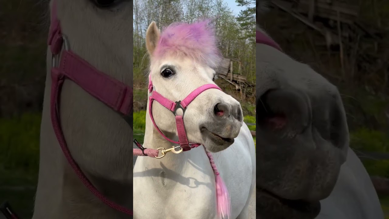 Horse sound! Play this for your horse and remix my video 😃 #shorts #horse #equestrian #horses