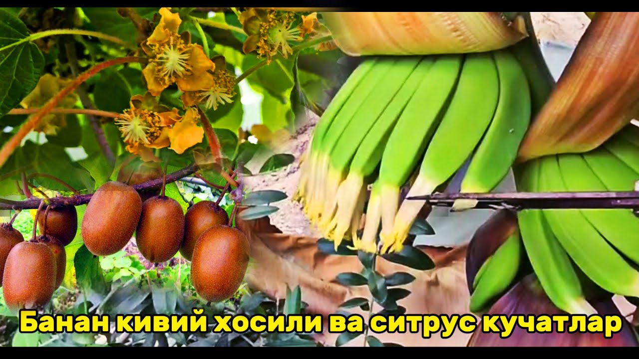 БАНАН ВА КИВИ ЕТИШТИРИШ ТЕХНИКАСИ ВА СИТРУС КУЧАТЛАР BANAN VA KIVIY YETISHTIRISH