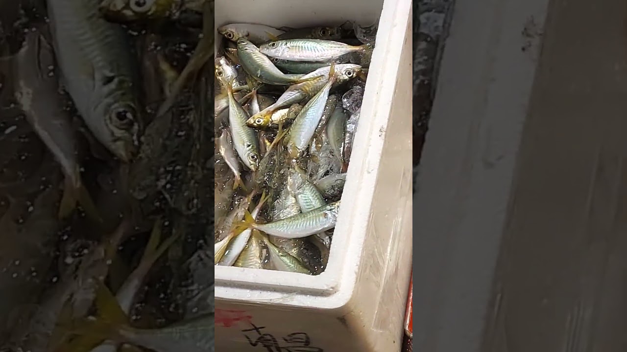 MACKEREL SCAD / GALUNGGONG or GIGI FISH