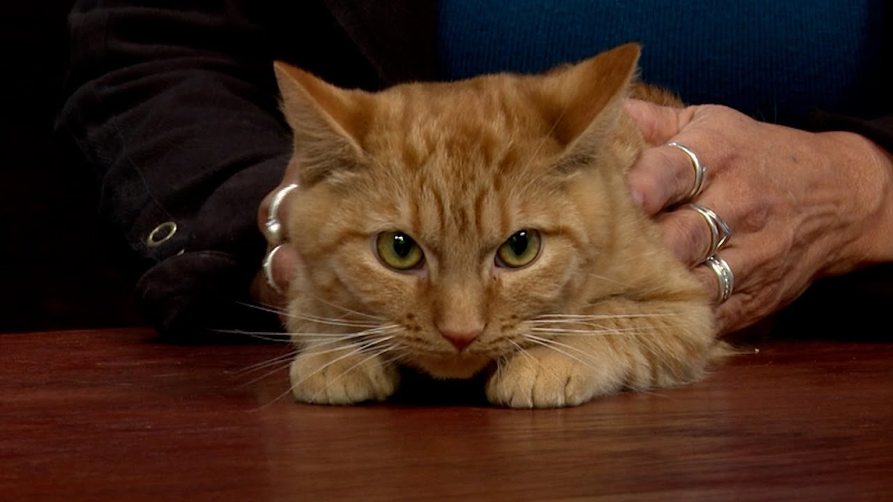 Furever Friends: Mayor McCheese