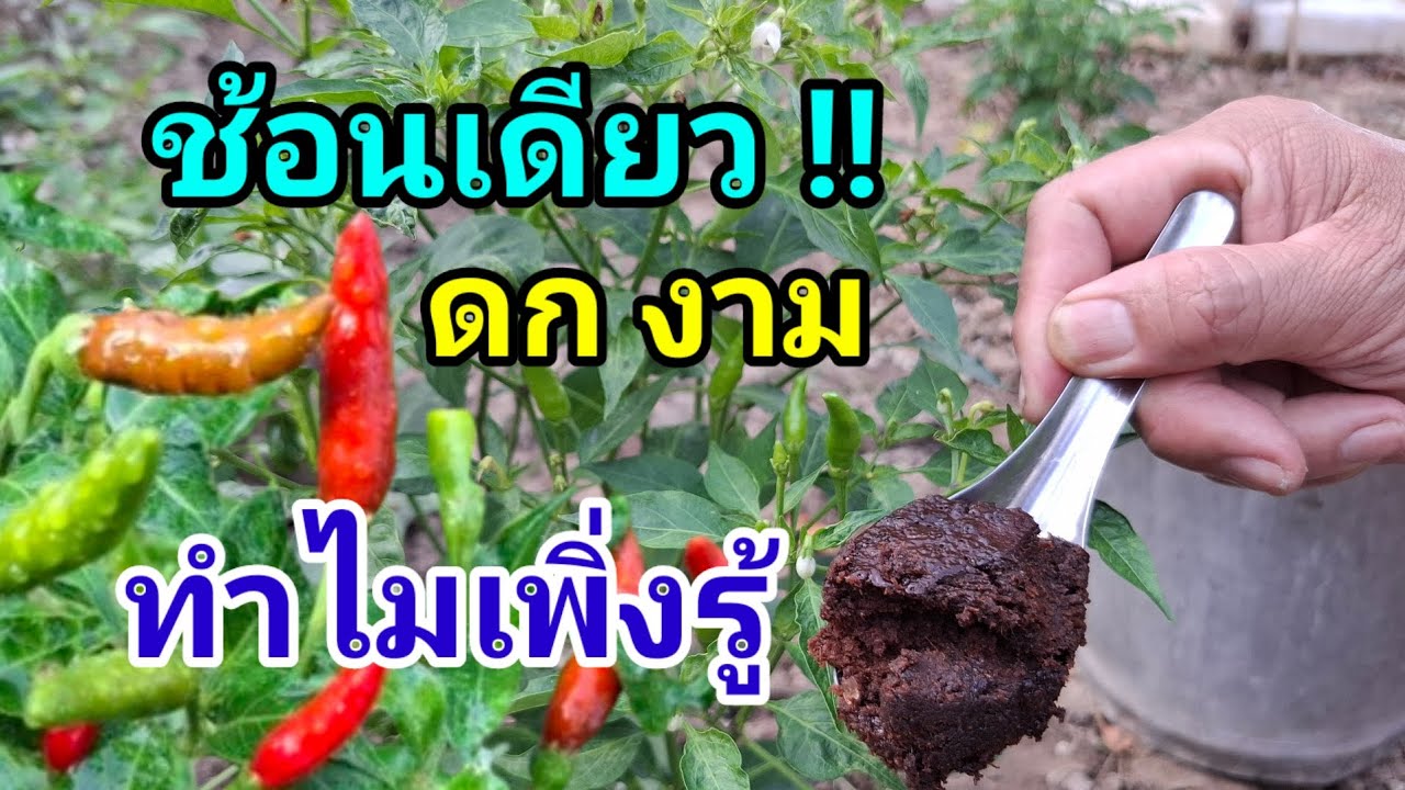 ปุ๋ยชั้นเลิศ!! พืชตก งาม แข็งแรง