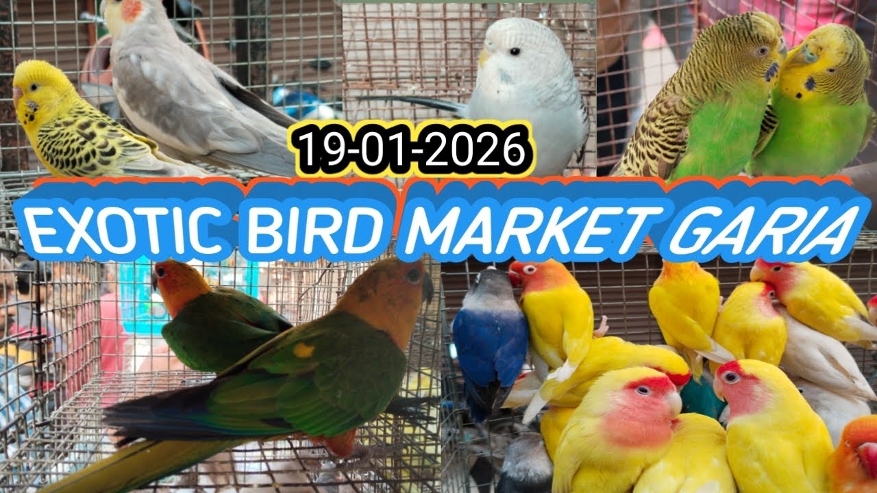 TCB বদ্রিপাখি আজকে গড়িয়া পাখির হাটে। Garia Bird Market Price গড়িয়া পাখির হাট। Garia Bird Market 