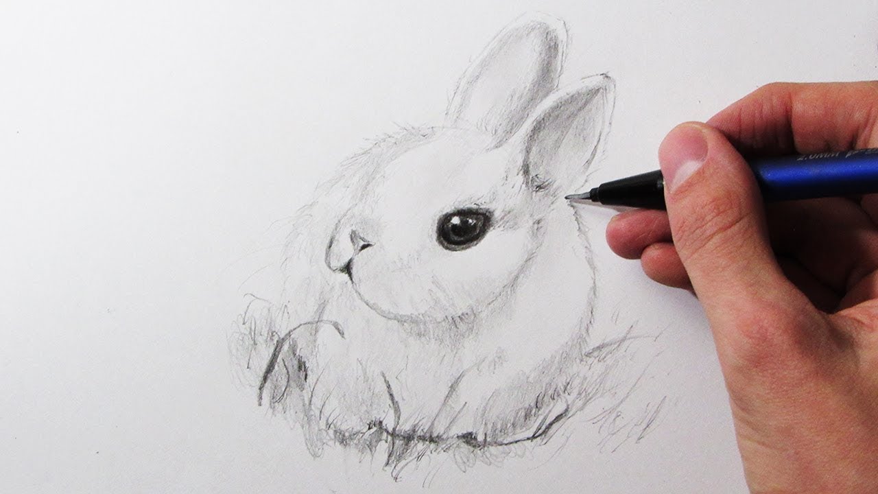 C&oacute;mo Dibujar un Conejo (MUY F&Aacute;CIL)
