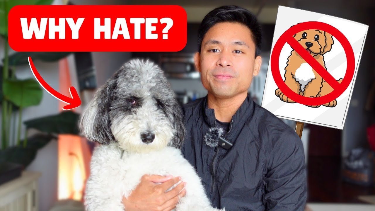 The REAL Reason Why People Hate Doodle Dogs...