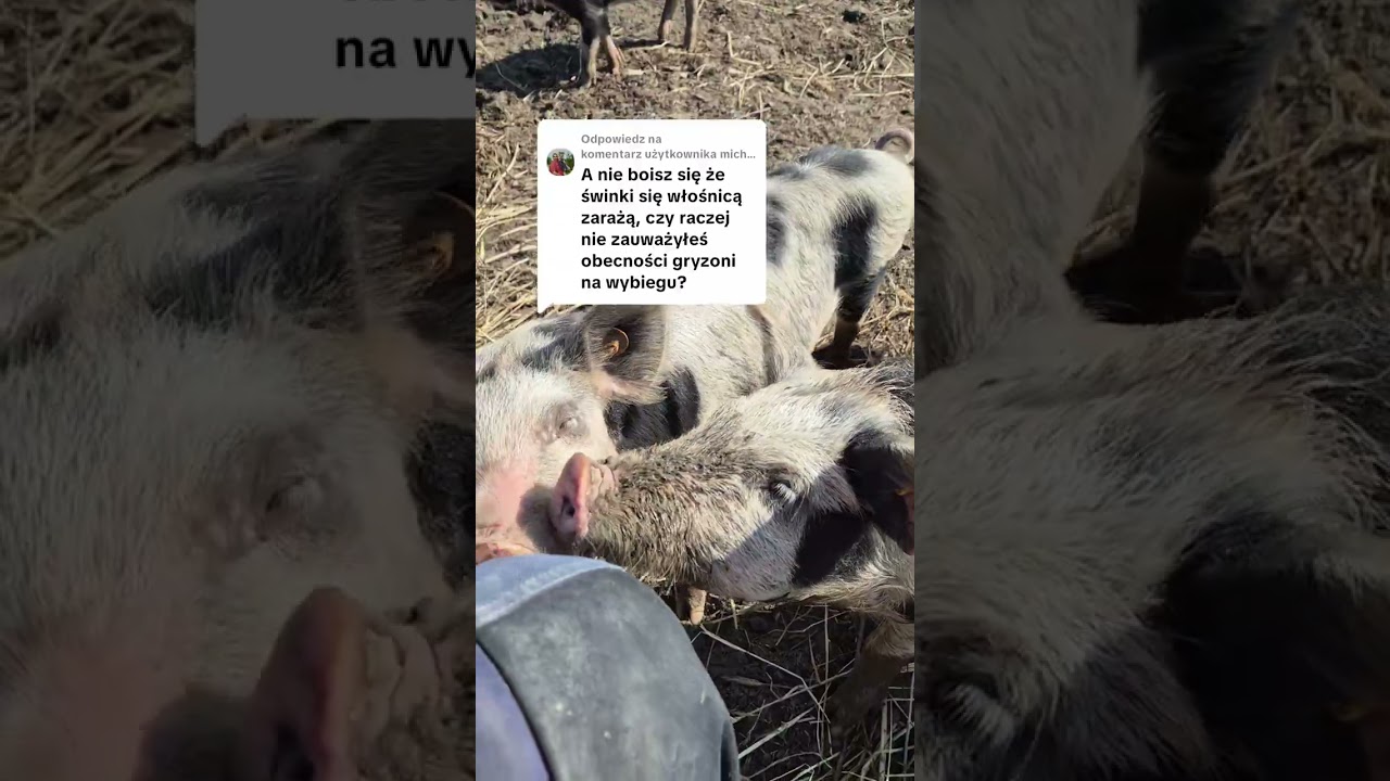 Włośnica u świń dramat czy nie problem? 