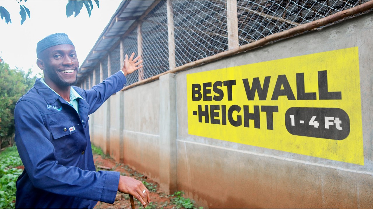 Open wall vs Enclosed wall: Which is Best for Your Chickens? | 2024
