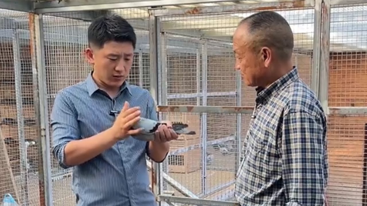 一路鴿子如何做到，全國都飛，凡龍連續作育十代，代代不走樣，一個模子刻出來