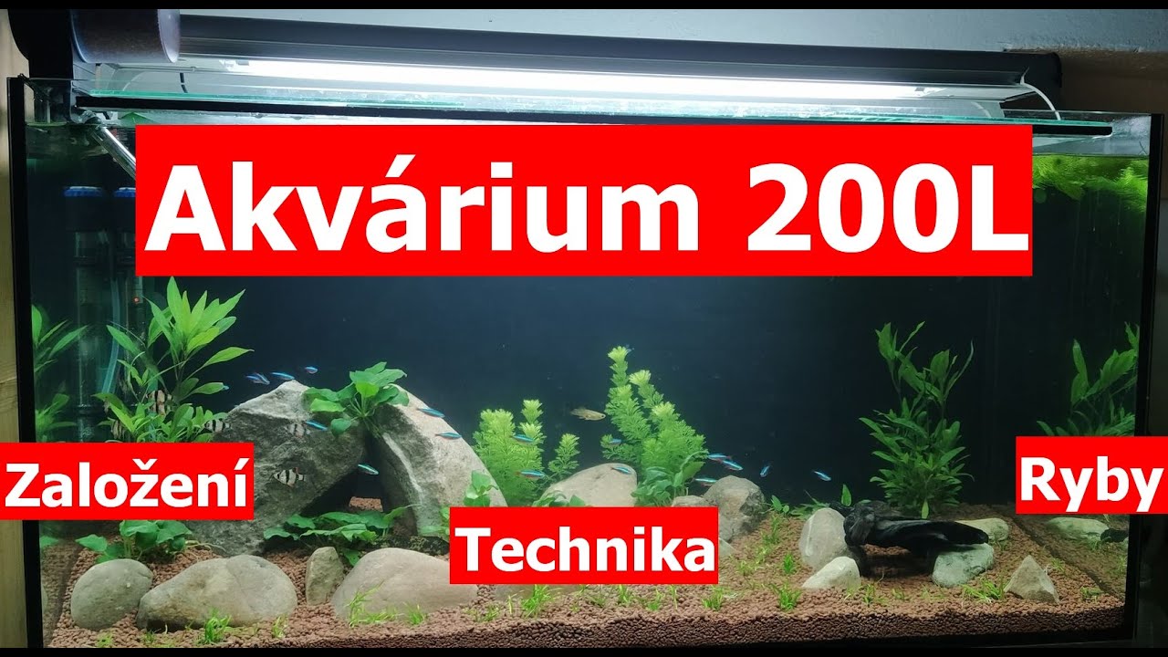 Akvárium 200L *1* - Založení, Technika, Ryby