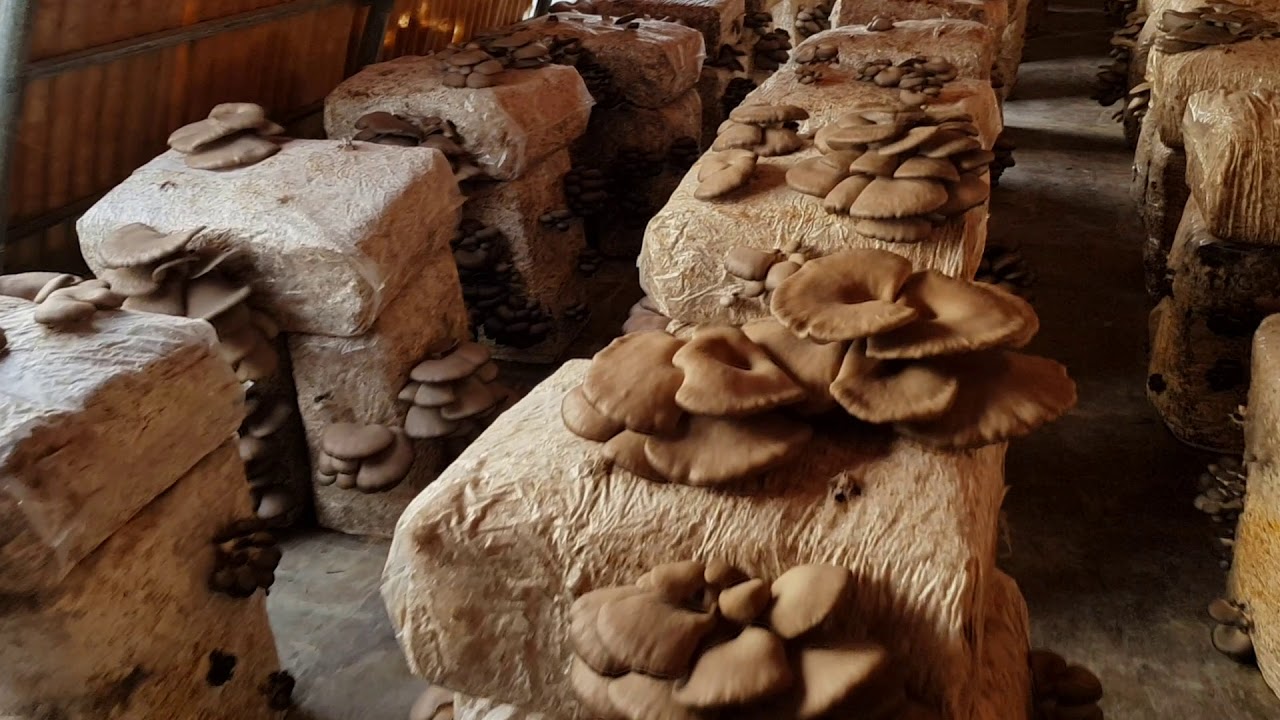 Pleurotus ostreatus Dirfis mushrooms