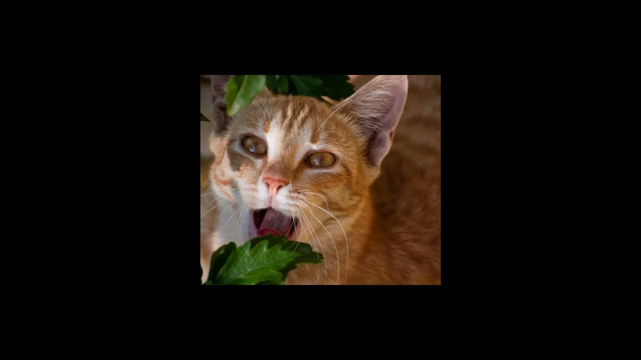 Do Cats Really Dream? Discover the Secrets of Their Sleep!