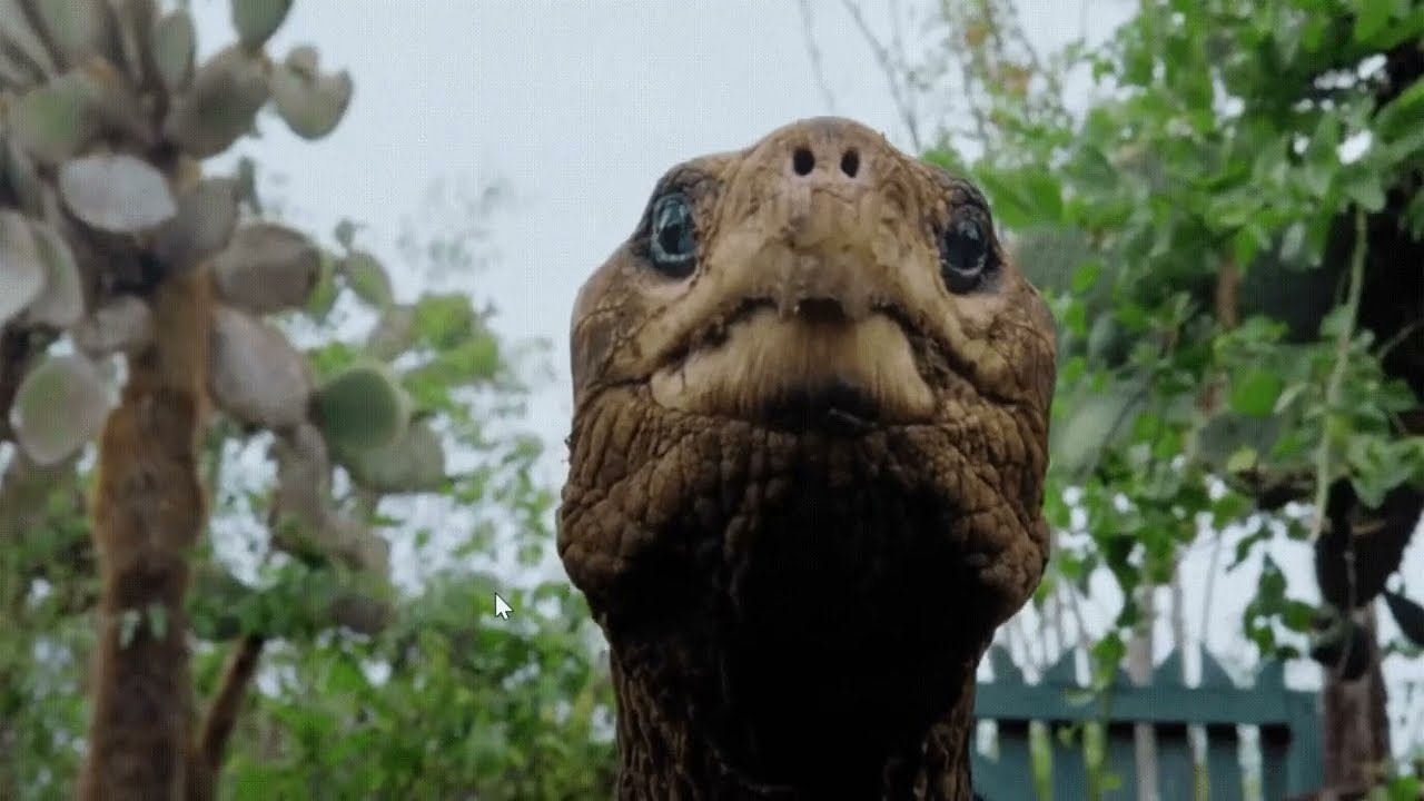 Lonesome George male Pinta Island tortoise: Last known individual of the subspecies.