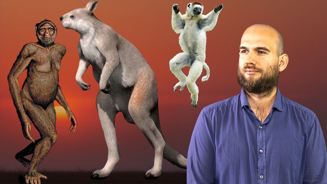 Bipedismo: quante volte si &egrave; Evoluto?