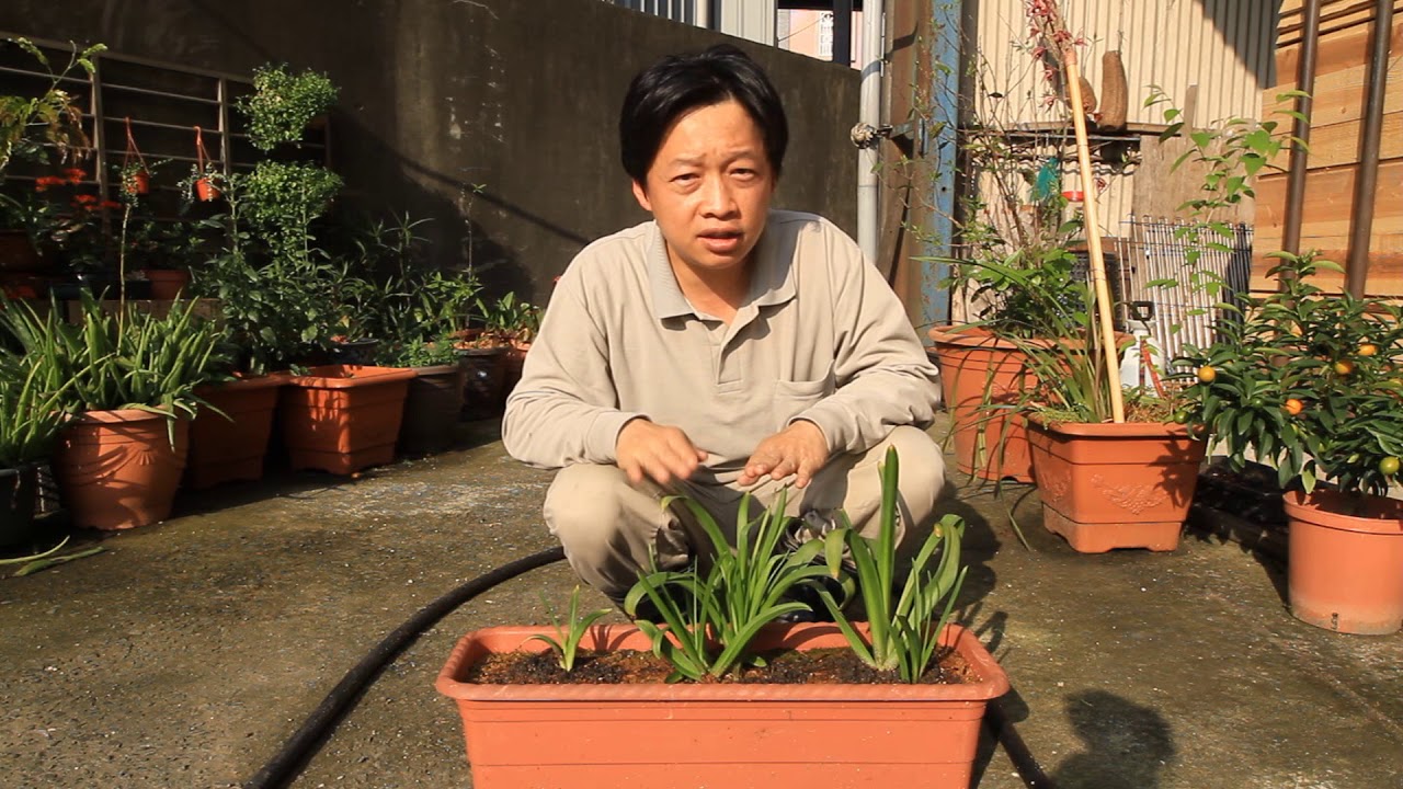 2018/03/24 風信子種植簡介