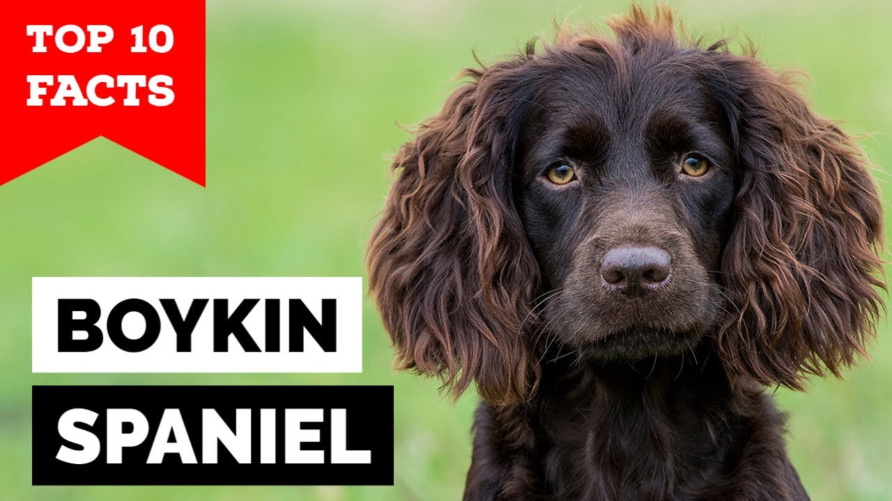 Boykin Spaniel - Top 10 Facts