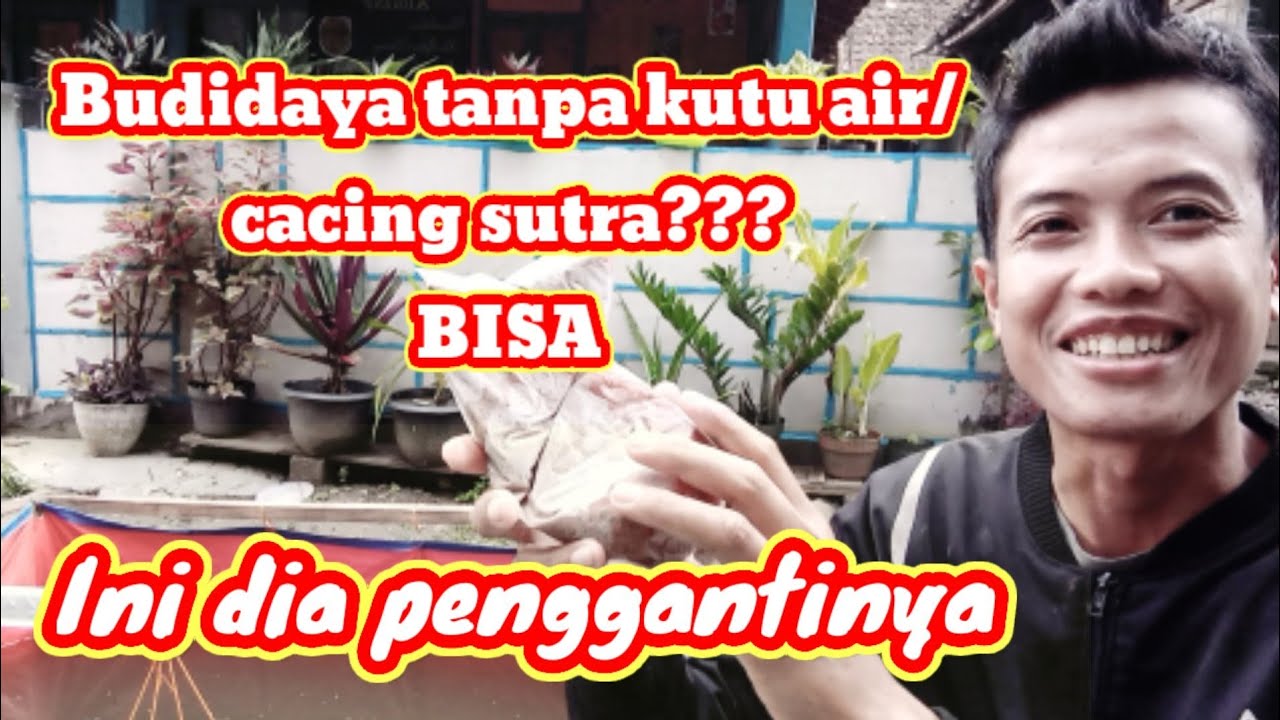 pakan pengganti cacing sutra dan kutu air untuk burayak gabus.