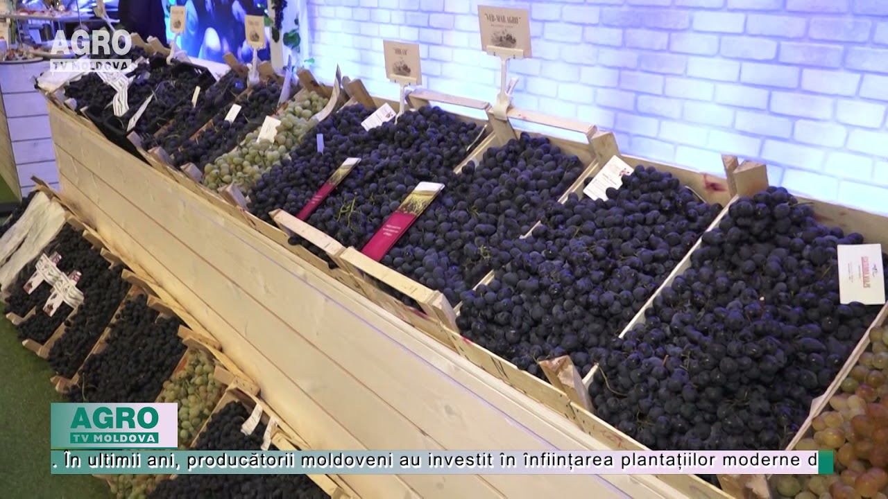 Moldova exportă mai mulți struguri de masă – AGRO TV News