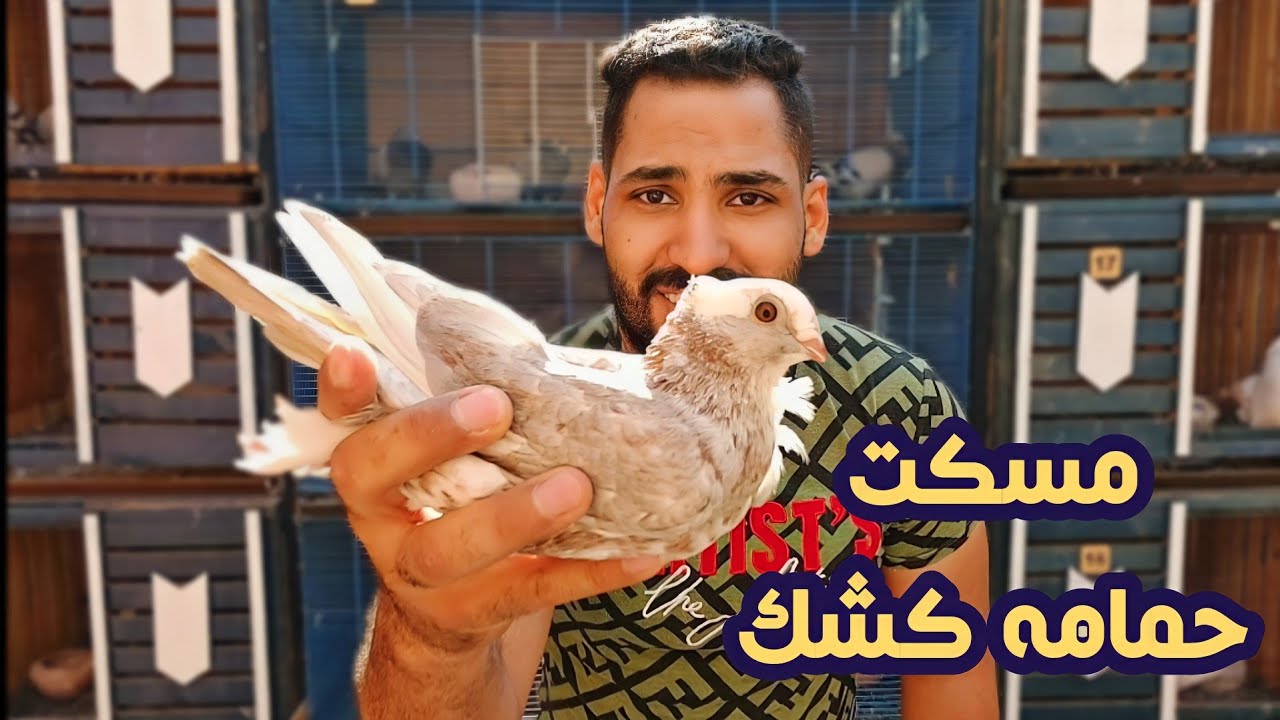 مسكت حمامه كشك شكلها غريب | شوف هاعمل فيها ايه