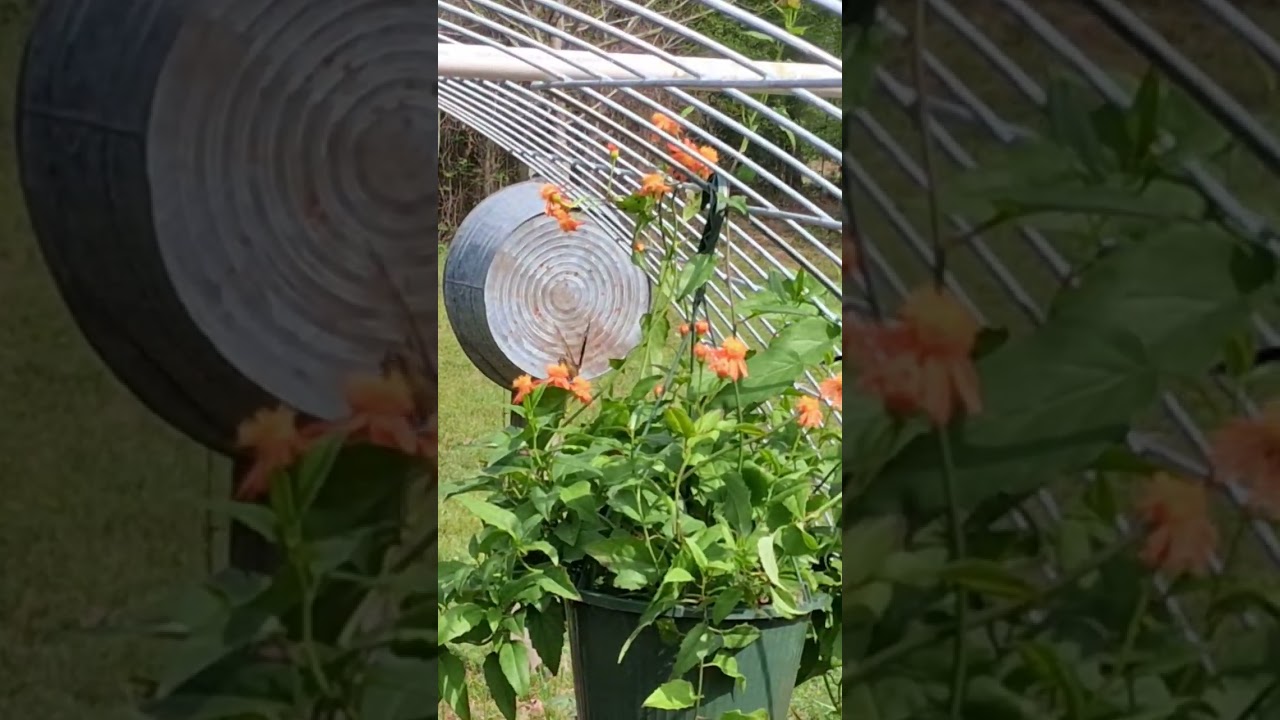 Butt Her Flies