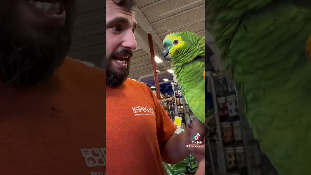 Ouchhh #petland #bird #birds #amazonparrot #parrot #cockatiel #cockatoodancing #sunconures #petstore