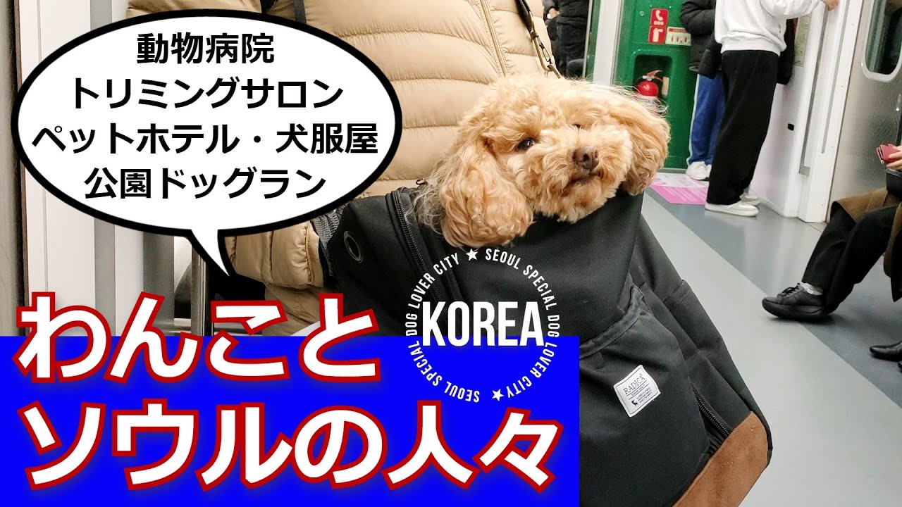 【愛犬と韓国の旅】ソウルの動物病院、トリミングサロン、ペットホテル、犬服屋、ドッグラン…わんことソウルの人たち