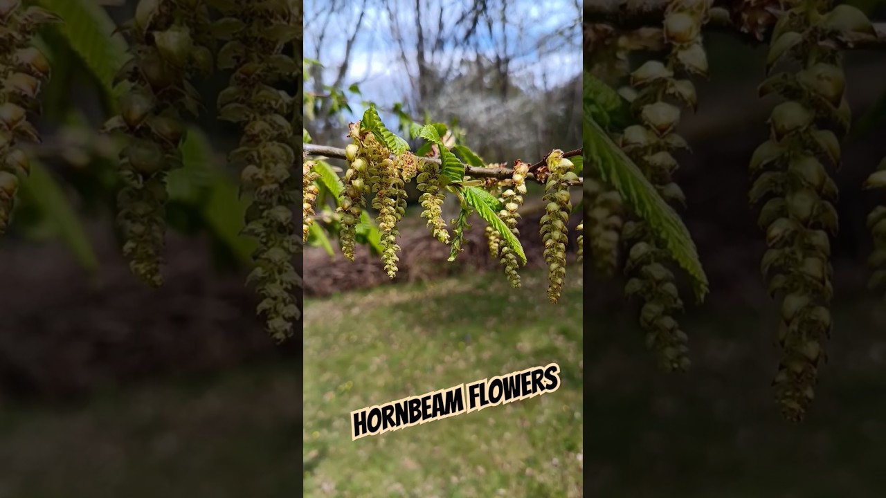Trees in Spring: Hornbeam flowers are wind pollinated catkins