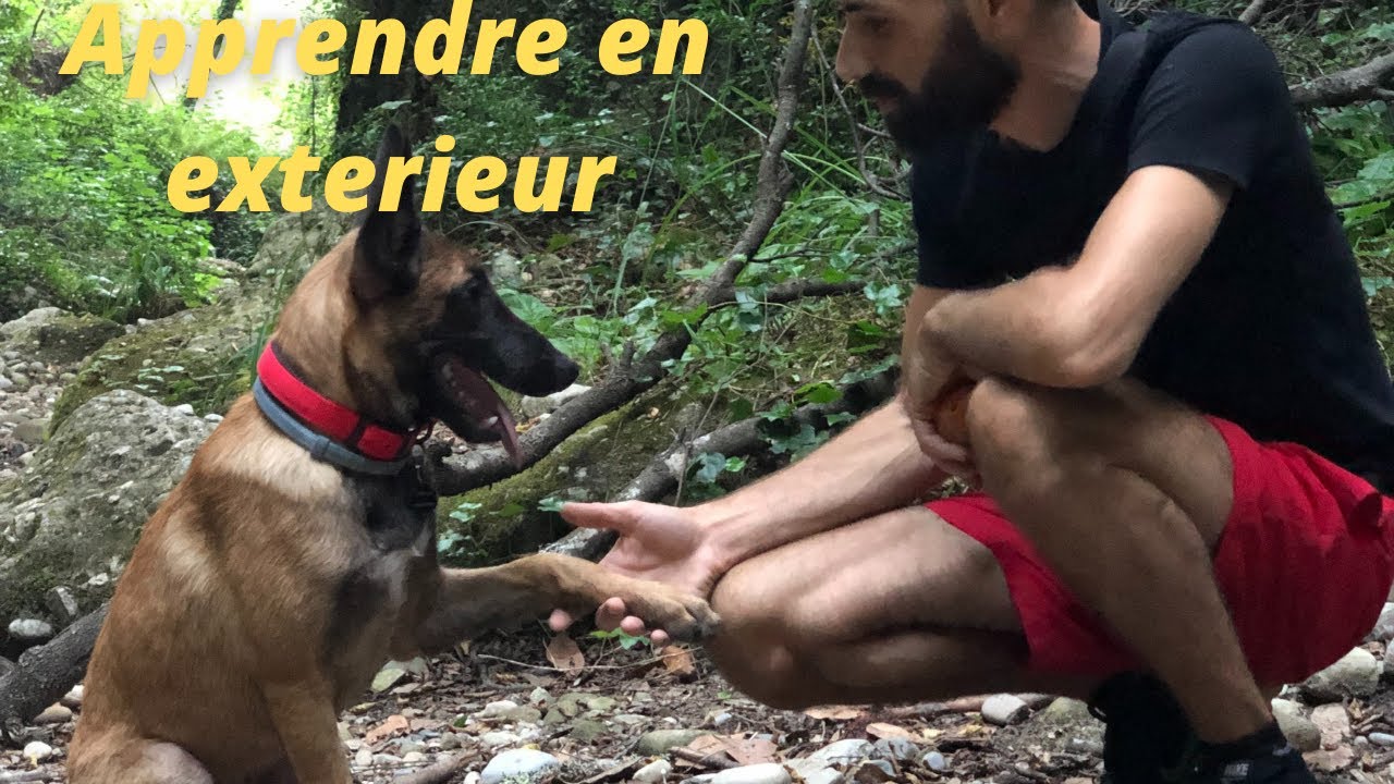 Apprendre les ordres de base en ext&eacute;rieur