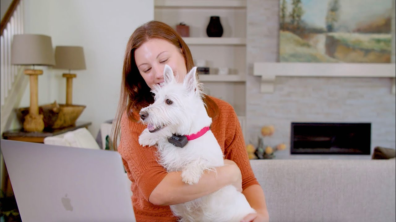 Say Goodbye to Excessive Dog Barking with the Basic Bark Control Collar