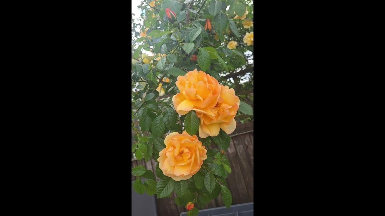 FMP