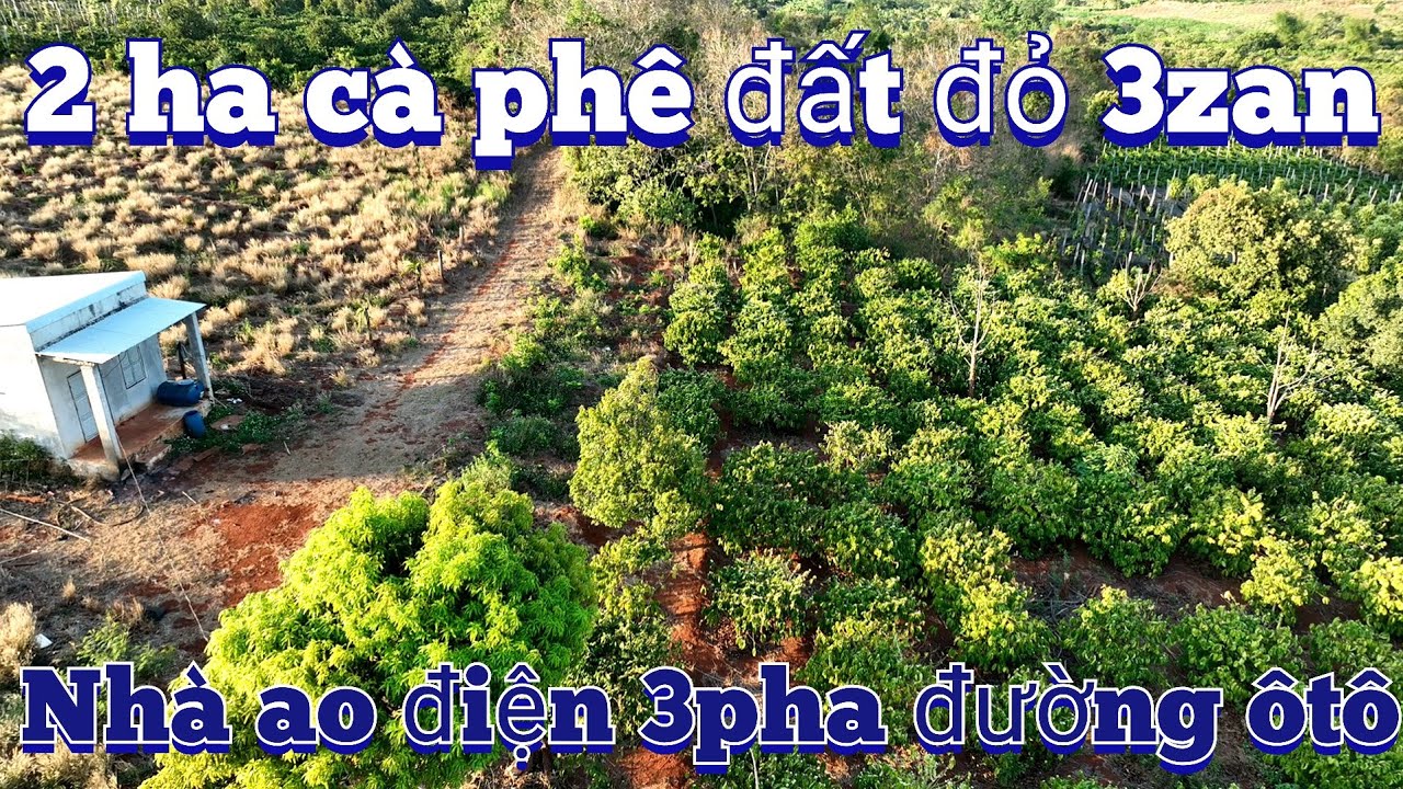Đã bán 2 ha cà phê đông đặc đất đỏ xịn nhà điện 3pha ao lớn gần tỉnh lộ dân cư sẵn sổ công chứng