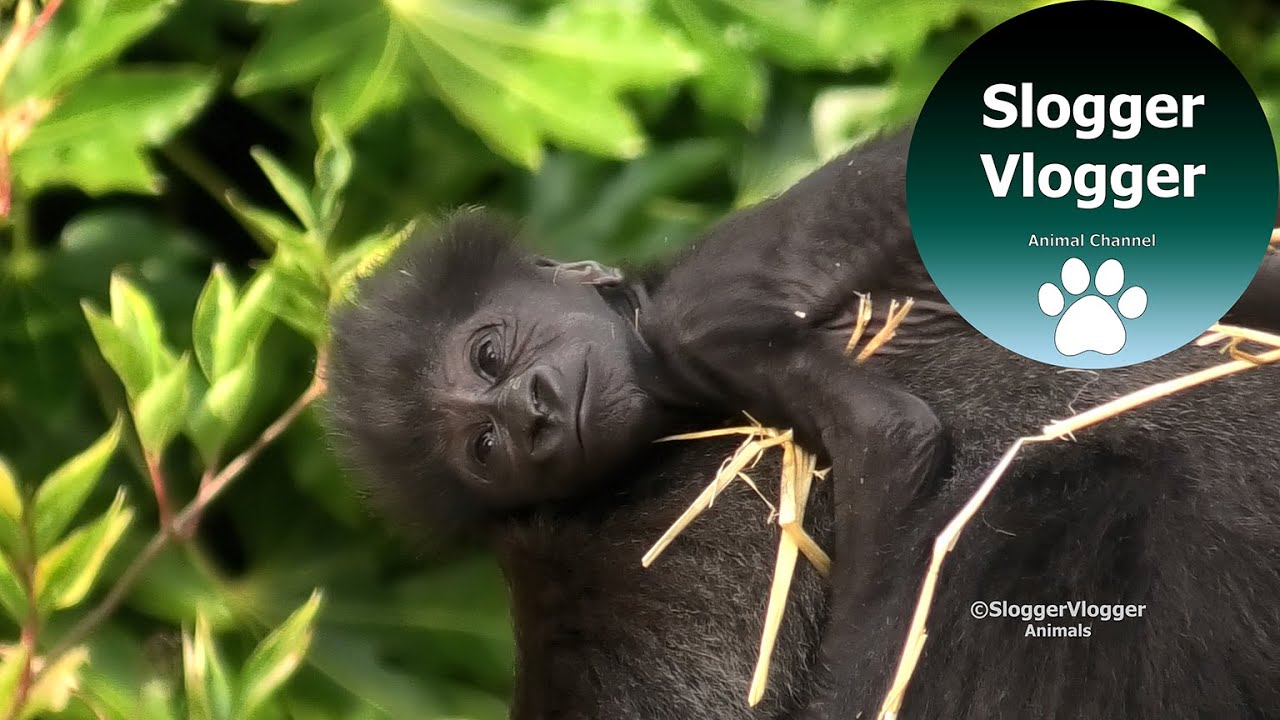 Petrifying Gorilla Baby Moments