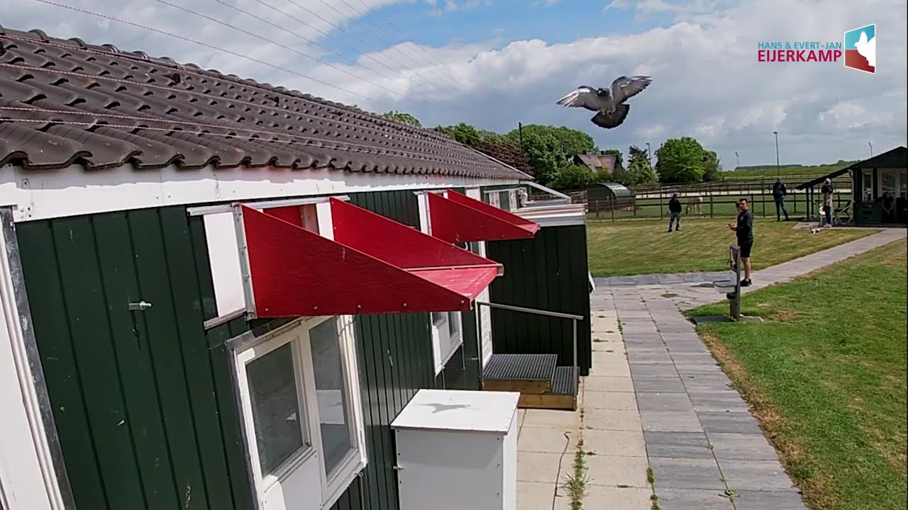 Strong on Gien (552 km) 1-2-6-9-10-11-12-14-15 etc. against 1,481 pigeons