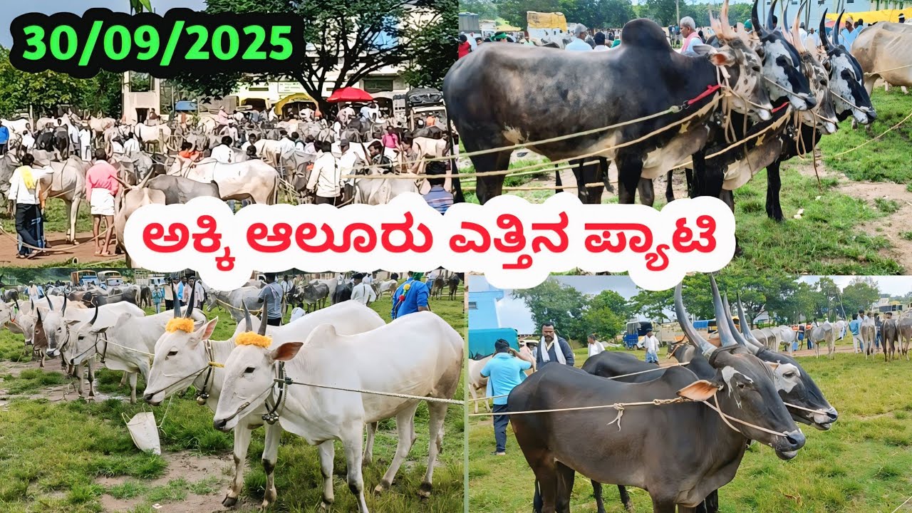 Akki Aluru Bulls Market || ಅಕ್ಕಿ ಆಲೂರು ಎತ್ತಿನ ಪ್ಯಾಟಿ || ಪ್ರತಿ ಮಂಗಳವಾರ ಬೆಳಿಗ್ಗೆ 6ರಿಂದ #cattlemarket 