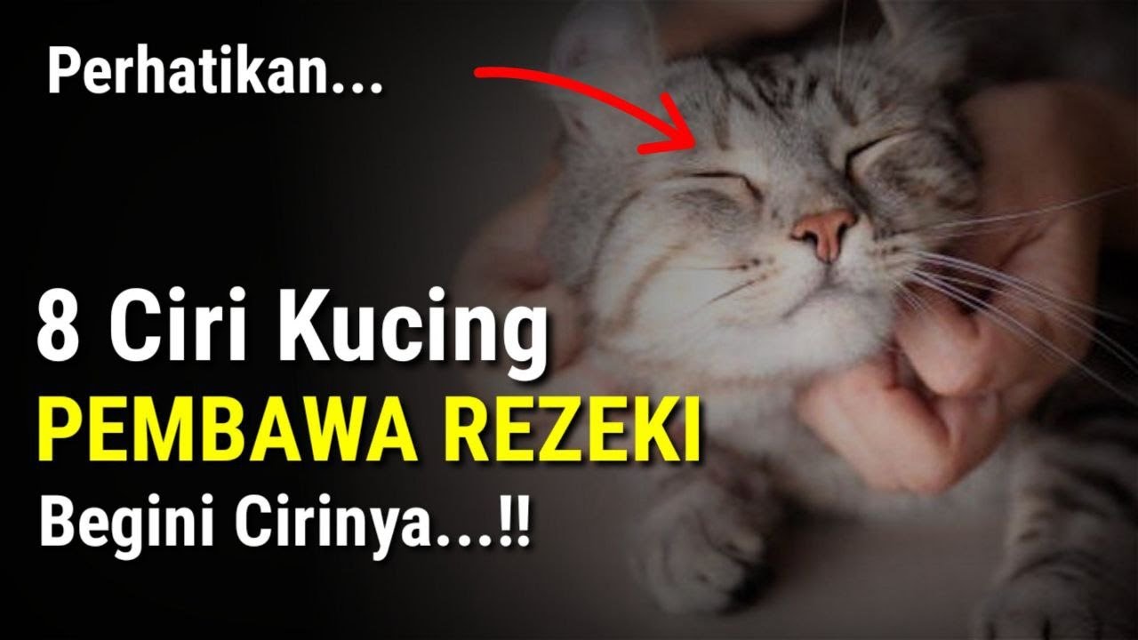 KUCINGNYA MALAIKAT MIKAIL !! Beruntung Sekali Jika Menemukannya, 8 Ciri Kucing Pembawa Hoki & Rezeki
