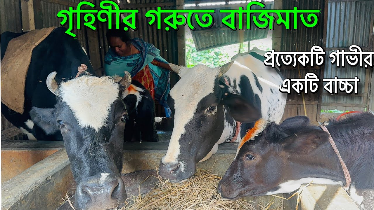 প্রত্যেকটি গাভীর একটি করে বাচ্চা।ছোট গোয়ালের মনোমুগ্ধকর দৃশ্য।