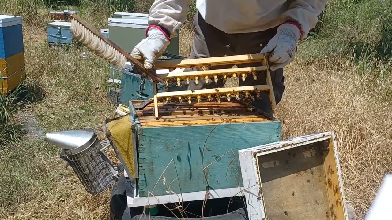 αποτελεσματα βασιλοτροφιας με συσκευη jender