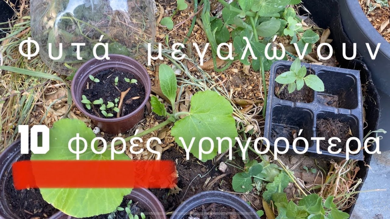 ❌ τα φυτά μεγαλώνουν 10 φορές πιο γρήγορα  | #ταμυστικατησγης