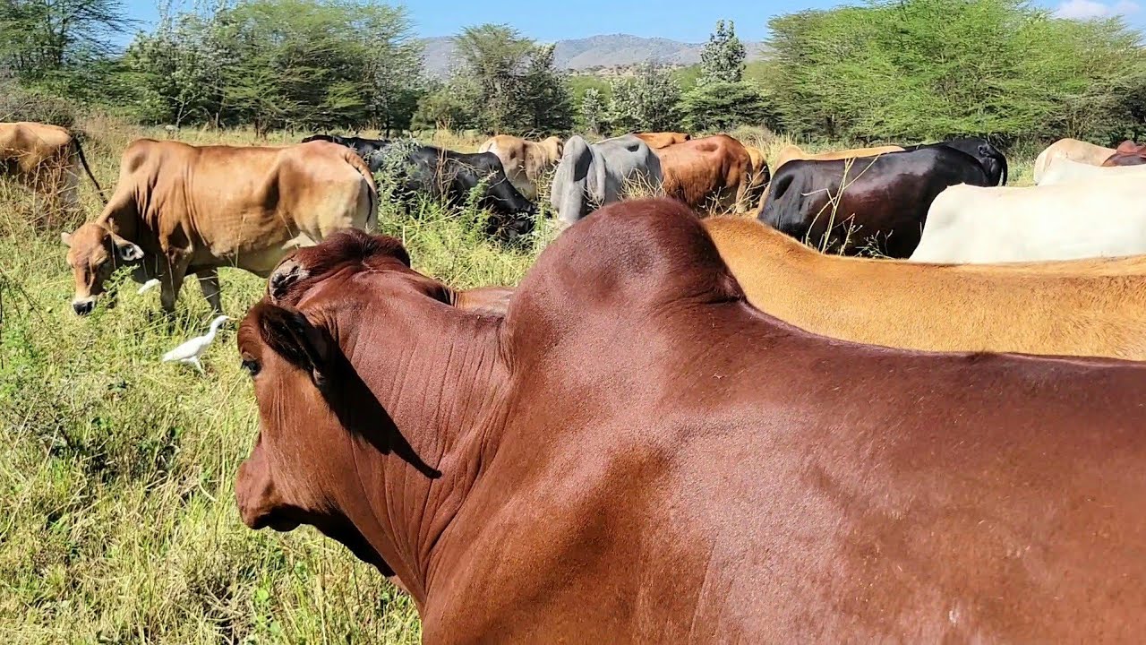 Ranching in Central kenya.