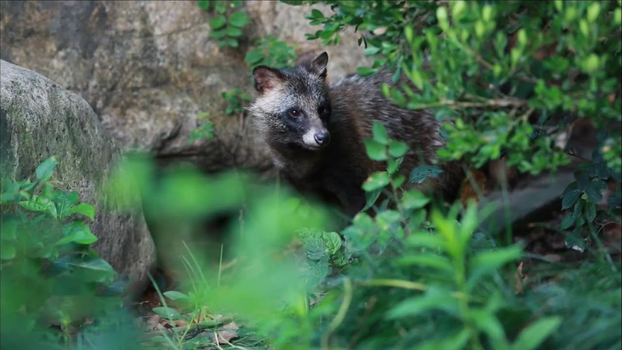 How urban China embraces its new wildlife neighbors