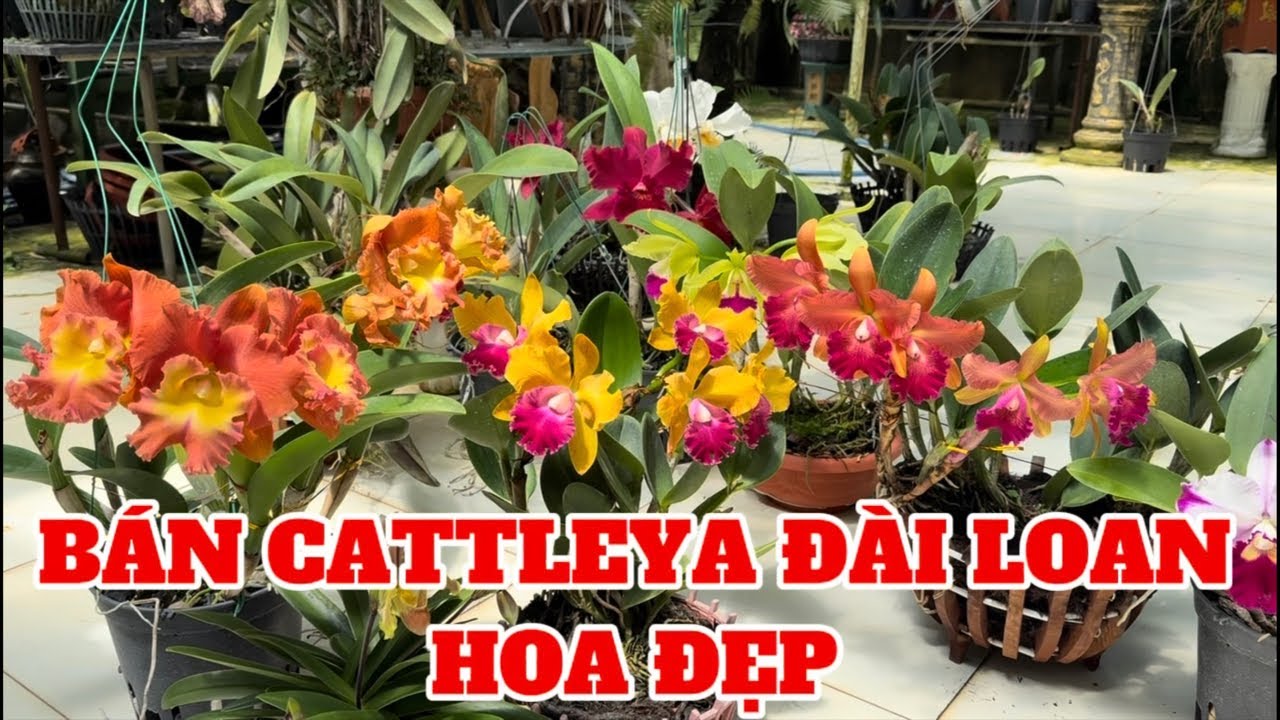 #lan_cattleya _ nhiều cây đẹp- 0834608769II. LAN RỪNG LÂM ĐỒNG