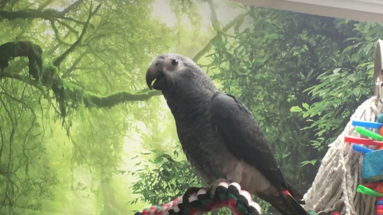 #27 BABY AFRICAN GREY STARTING TO TALK. 4 MONTH OLD PARROT IS VERY CUTE