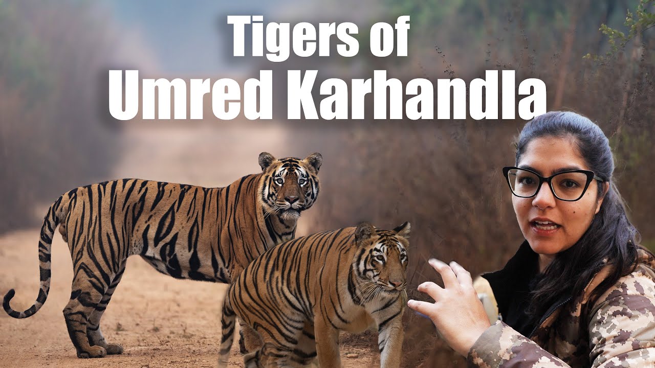 The exceptionally shy tiger of Umred Karhandla | ATR Daily Vlog - 50