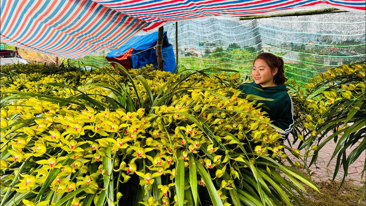 (7/1) EM HUYỀN LAI CHÂU BÁN PHONG LAN RỪNG THUẦN 0855402333