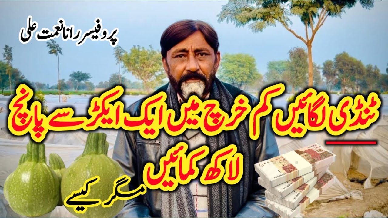 Plant one acre of tandy and earn five lakhs ٹینڈی کا ایک ایکڑ لگائیں اور پانچ لاکھ کمائیں