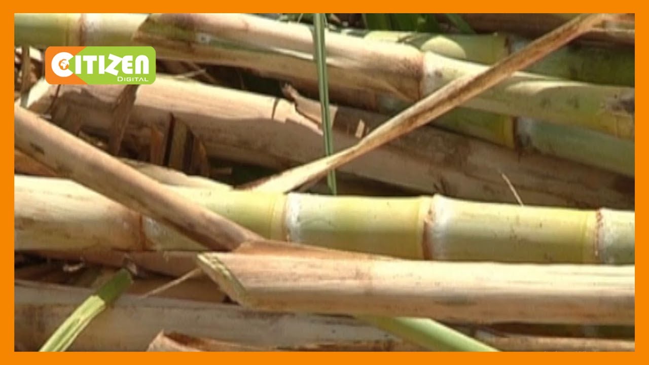 Gov't forms a team to set sugarcane prices