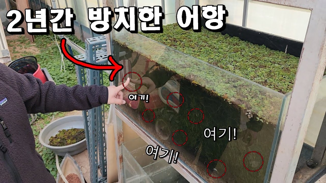 2년간 야외에 어항 방치하면 생기는 일..