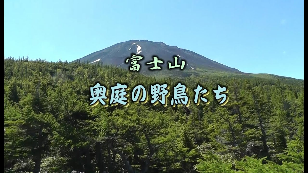 ★富士山奥庭の鳥たち［Ｍｙ動画作品］★