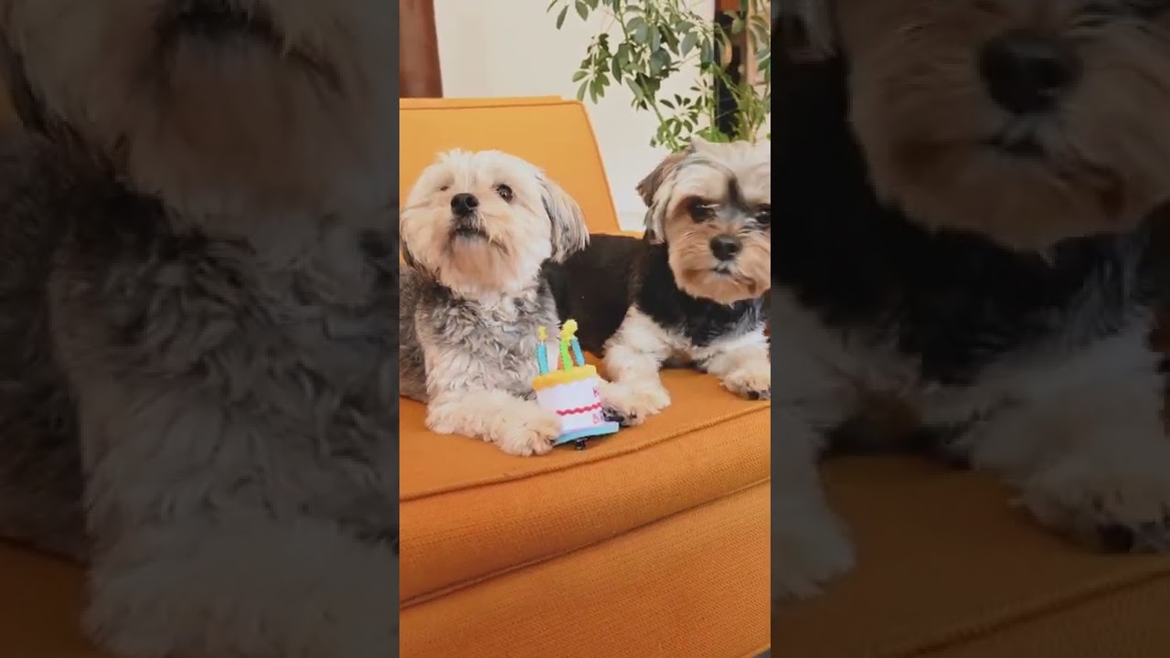 Bity full animlas status #fannyvlog