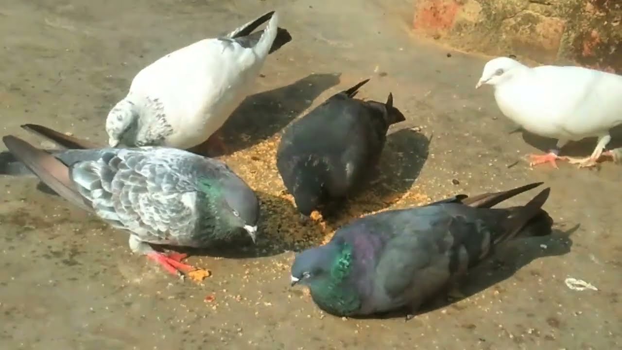 Kalsare Shahjahanpuri Hare Kabutar For Sale New Video