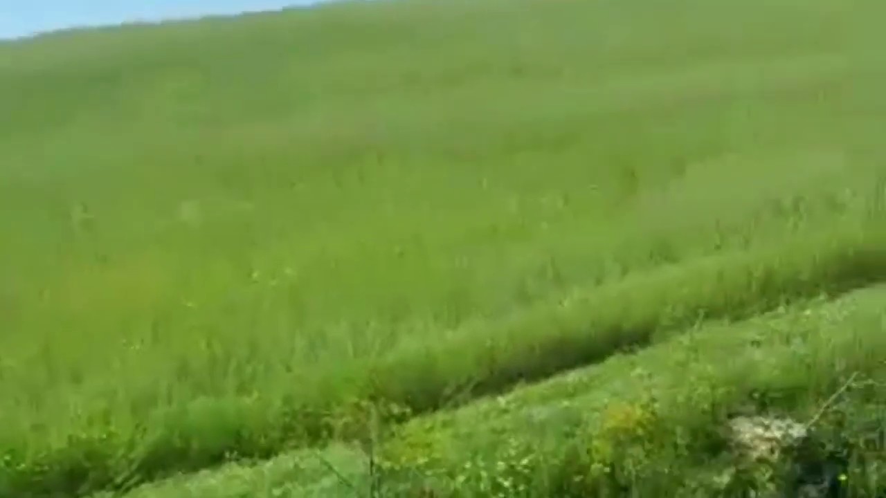 الفوراج الجيد # اللون =الجودة